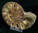 Cut & Polished Desmoceras Ammonite (Half) - #5386-2